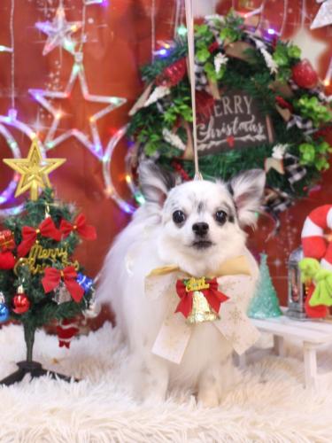 20231215メロディくん